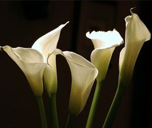 Flores Urban calas blancas artificiales